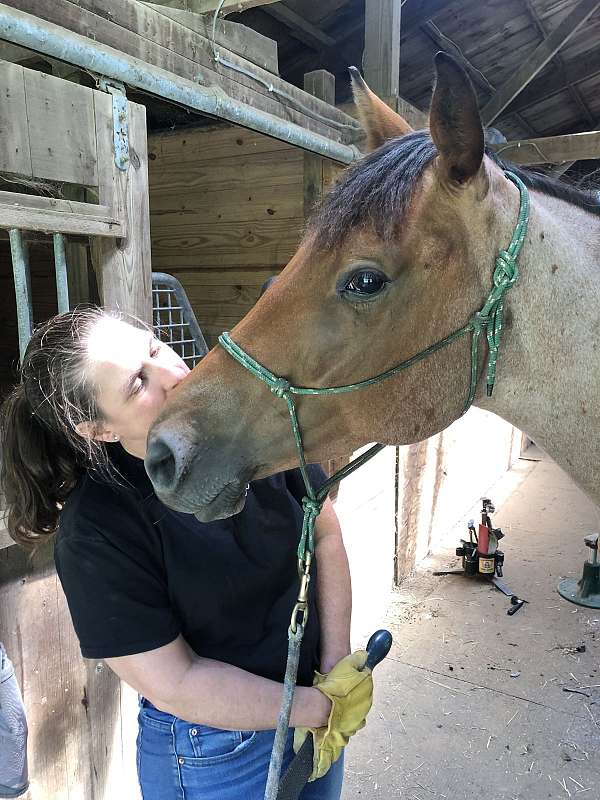 eventing-appendix-horse