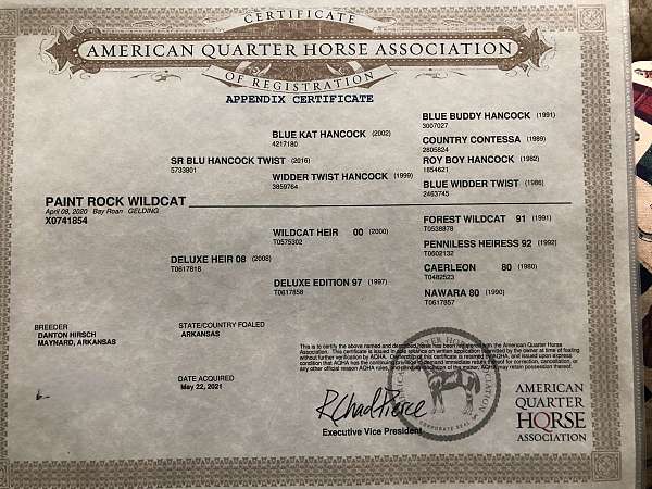 natural-horsemanship-training-appendix-horse