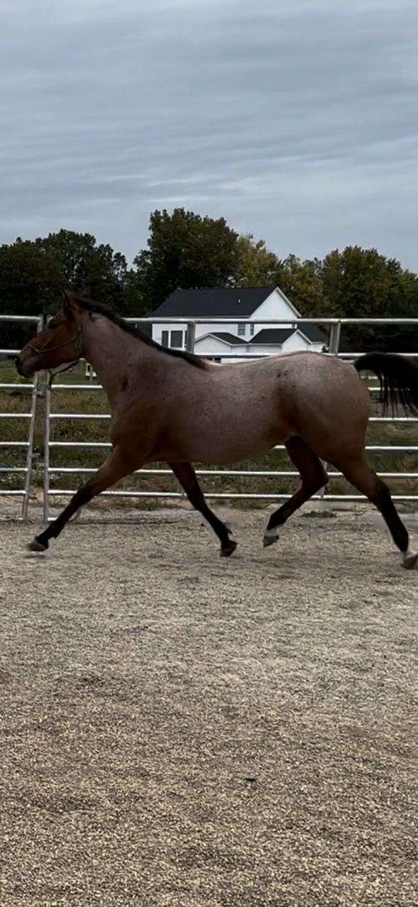ranch-appendix-horse
