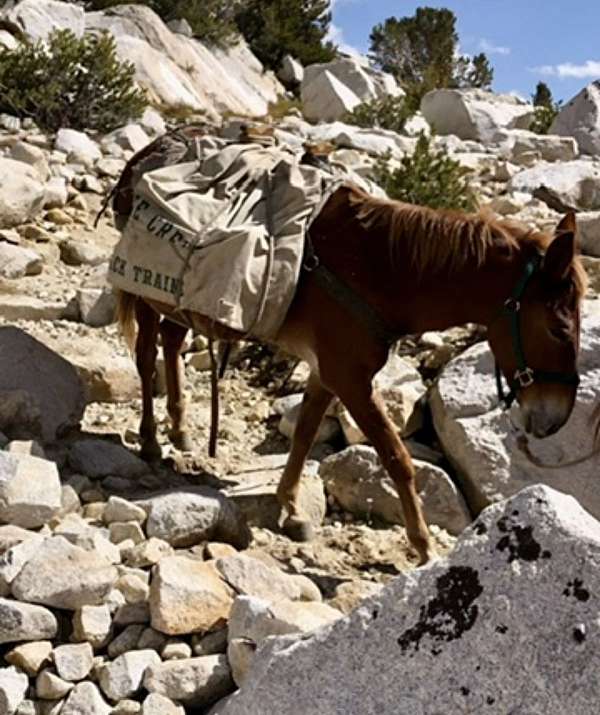 pack-mule-filly-foal