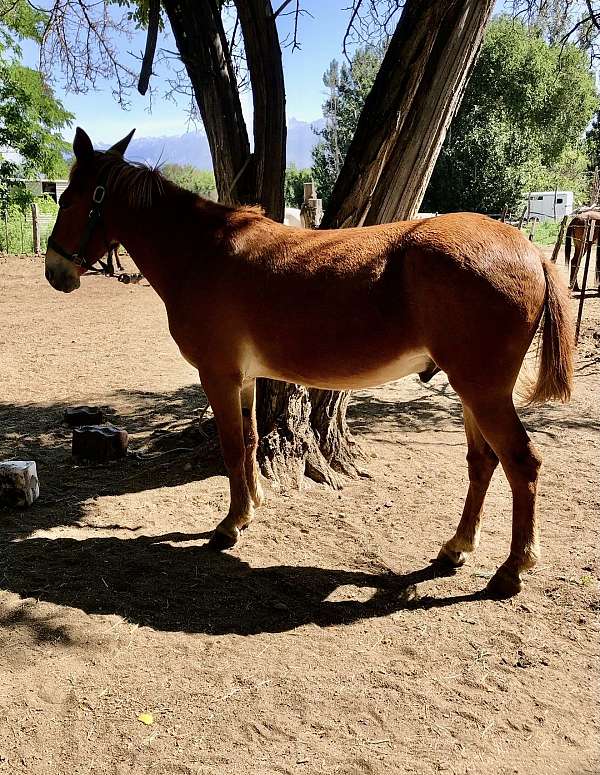 mule-filly-foal