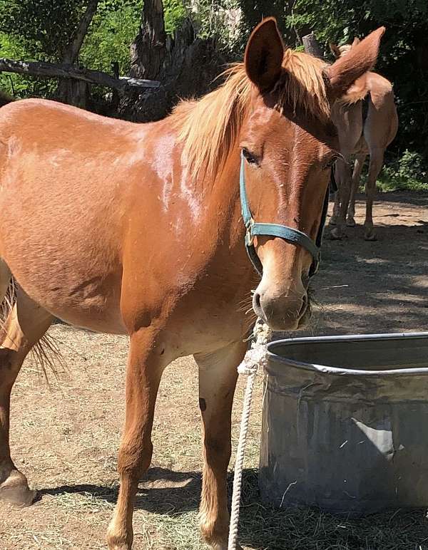 endurance-filly-foal