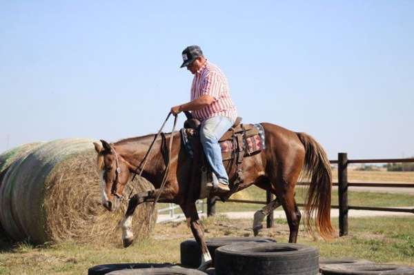 all-around-morgan-horse