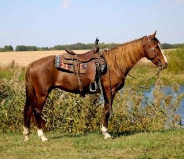 athletic-morgan-horse