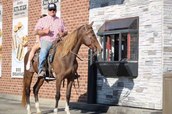 beginner-morgan-horse