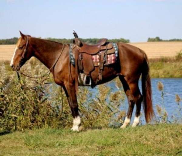 calf-roping-morgan-horse