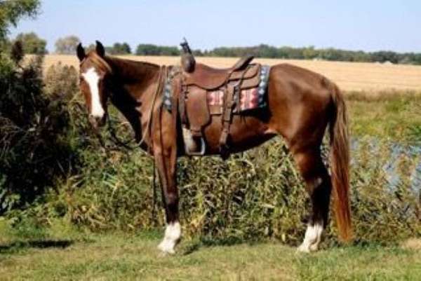 companion-morgan-horse