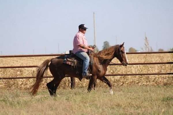 cutting-morgan-horse