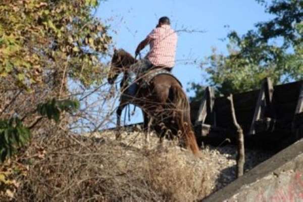 cutting-prospect-morgan-horse