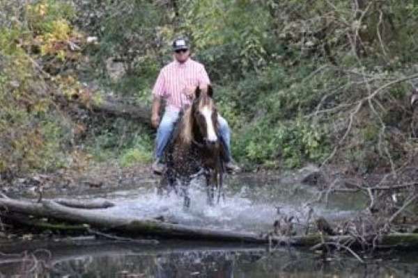 driving-morgan-horse