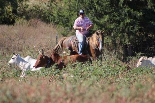 attention-morgan-horse