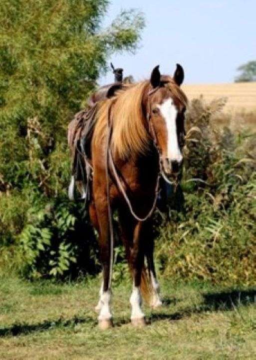 buy-morgan-horse