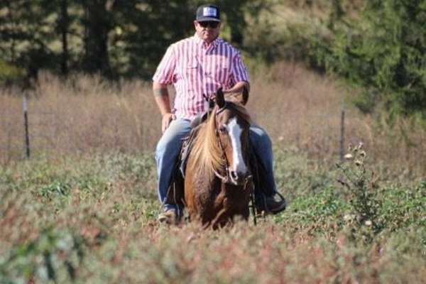 calves-morgan-horse