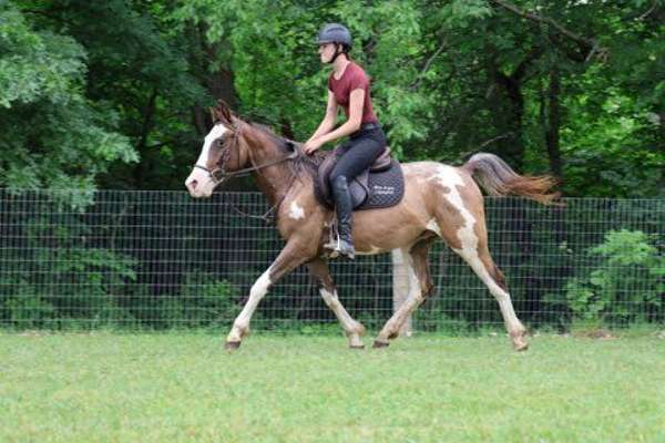 athletic-quarter-horse