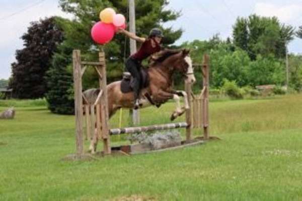 calf-roping-quarter-horse