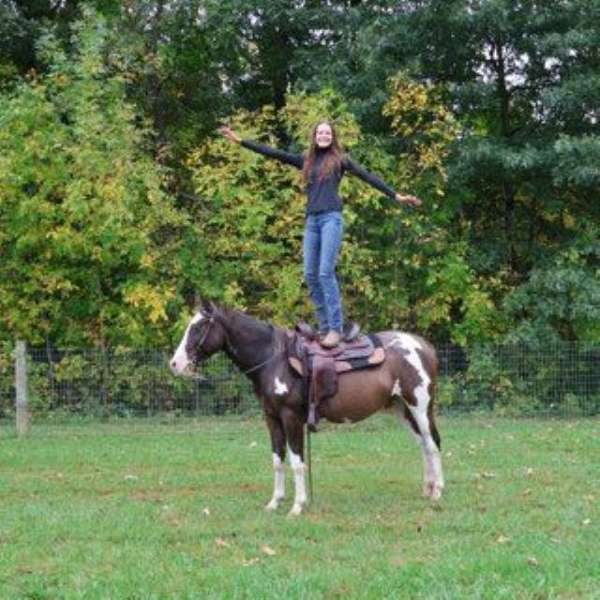 cutting-quarter-horse