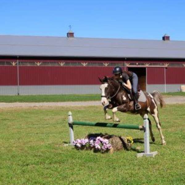 stylish-addition-quarter-horse