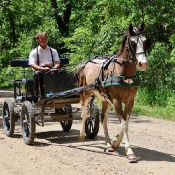 all-quarter-horse