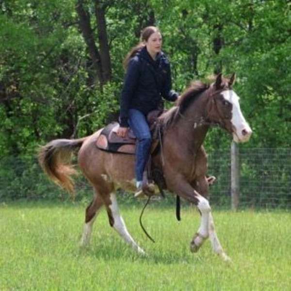 and-more-quarter-horse