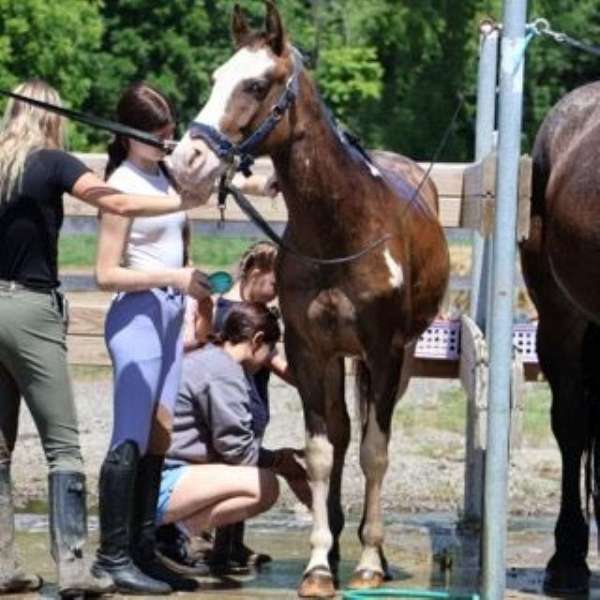 attitude-quarter-horse