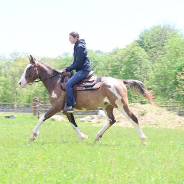 auction-quarter-horse