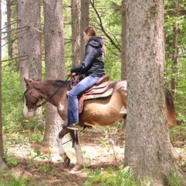 available-quarter-horse