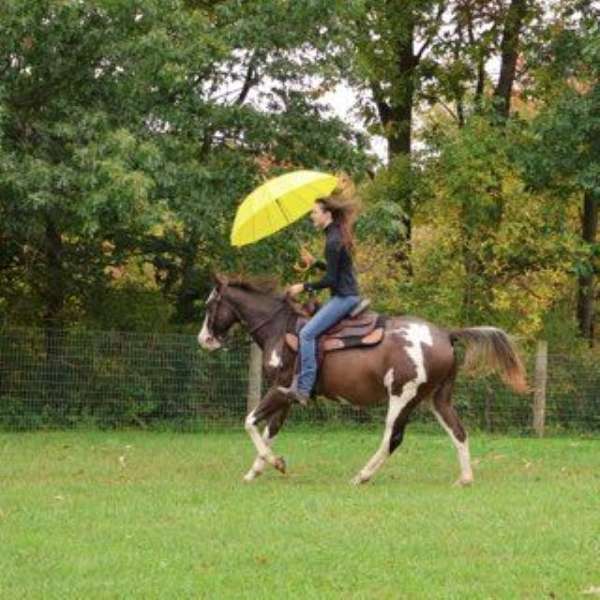 bridges-quarter-horse