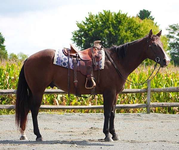 all-around-quarter-horse