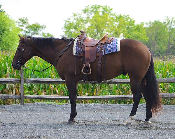 beginner-quarter-horse