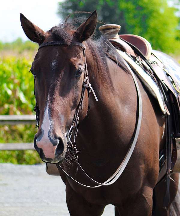 english-pleasure-quarter-horse