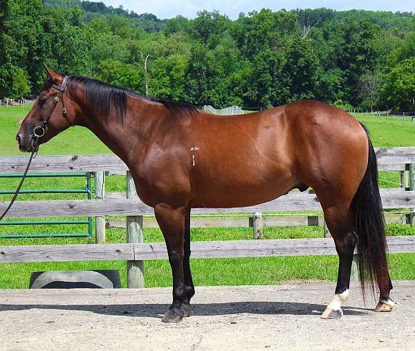 flashy-quarter-horse