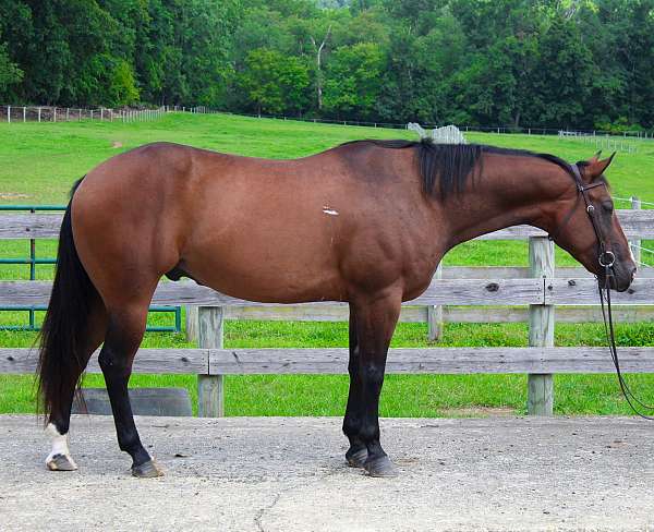 aqha-quarter-horse