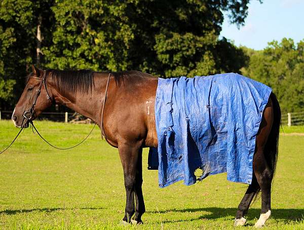 aqha-registered-quarter-horse