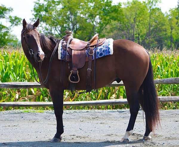 around-quarter-horse