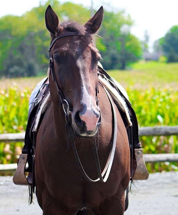 attitude-quarter-horse