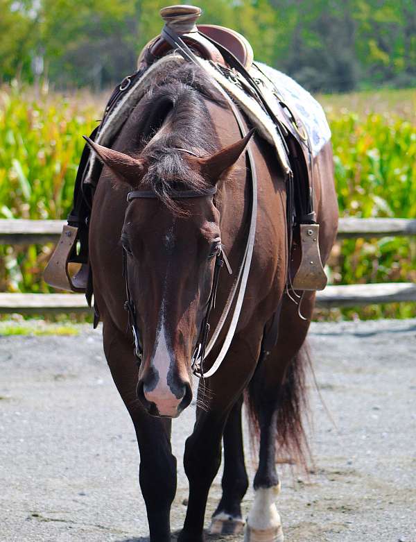 back-quarter-horse
