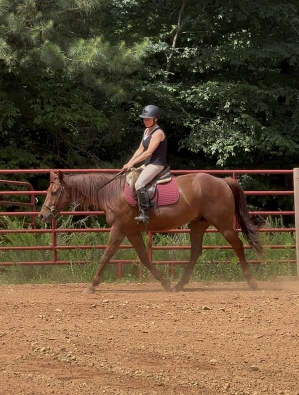 all-around-quarter-horse