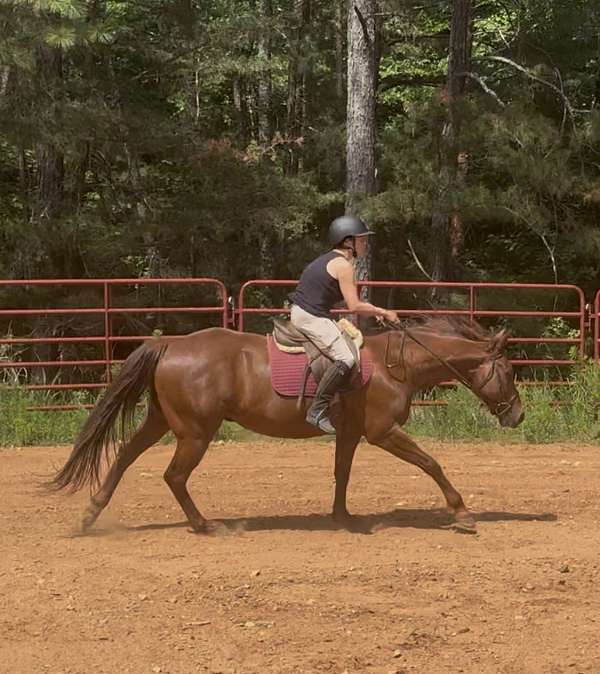 athletic-quarter-horse