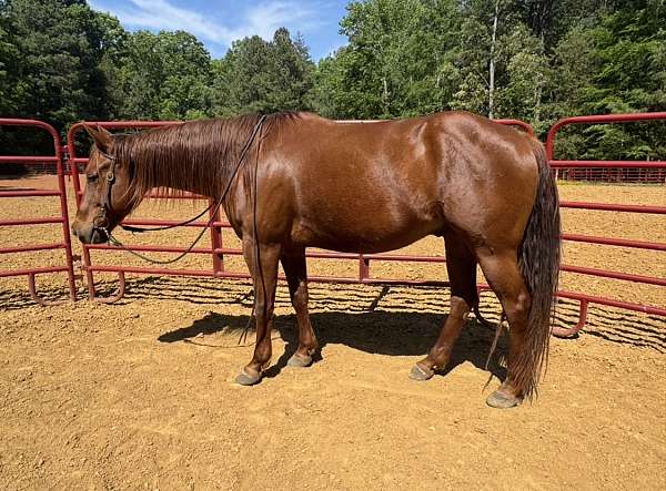 barrel-quarter-horse