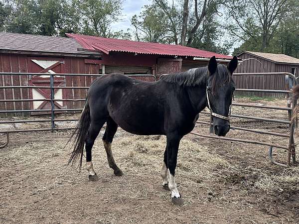 gaited-working-gypsy-vanner-horse