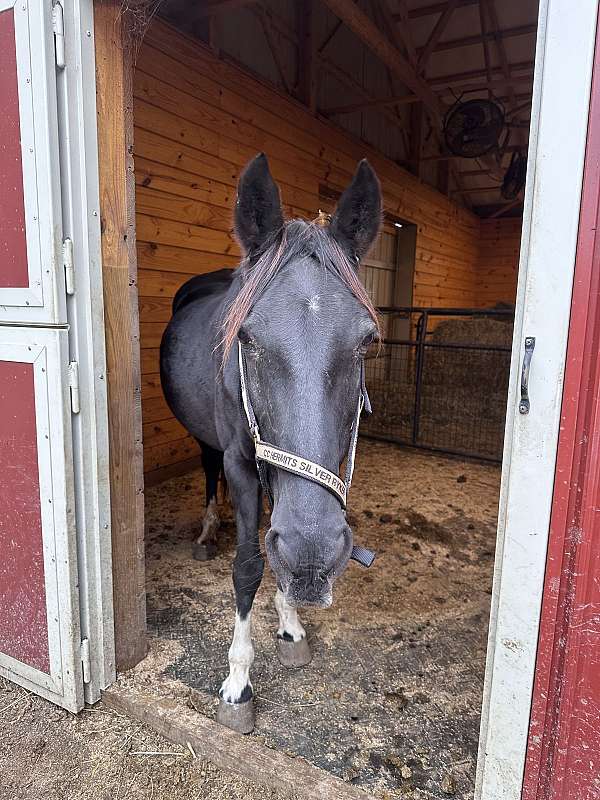 gaited-working-mare-foal