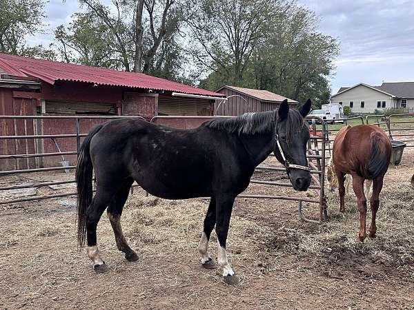 easy-going-mare-tennessee-walking-horse