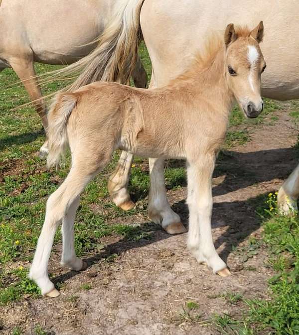 roan-horse