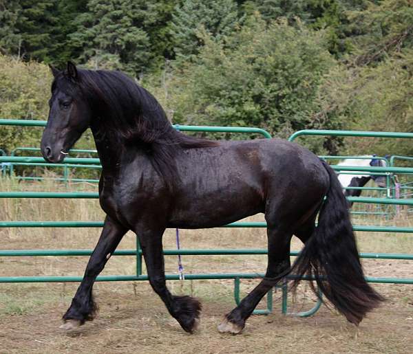 star-horse