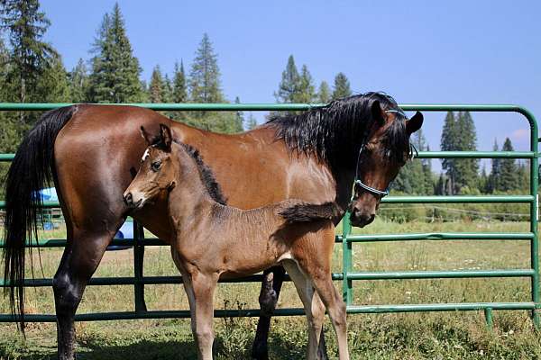 bay-star-horse