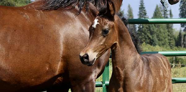 all-around-friesian-horse