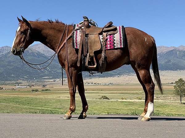 all-around-quarter-horse