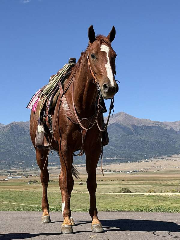 athletic-quarter-horse