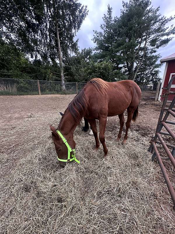 all-around-paint-horse