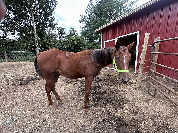 sorrel-paint-filly